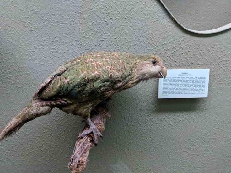 Kakapo