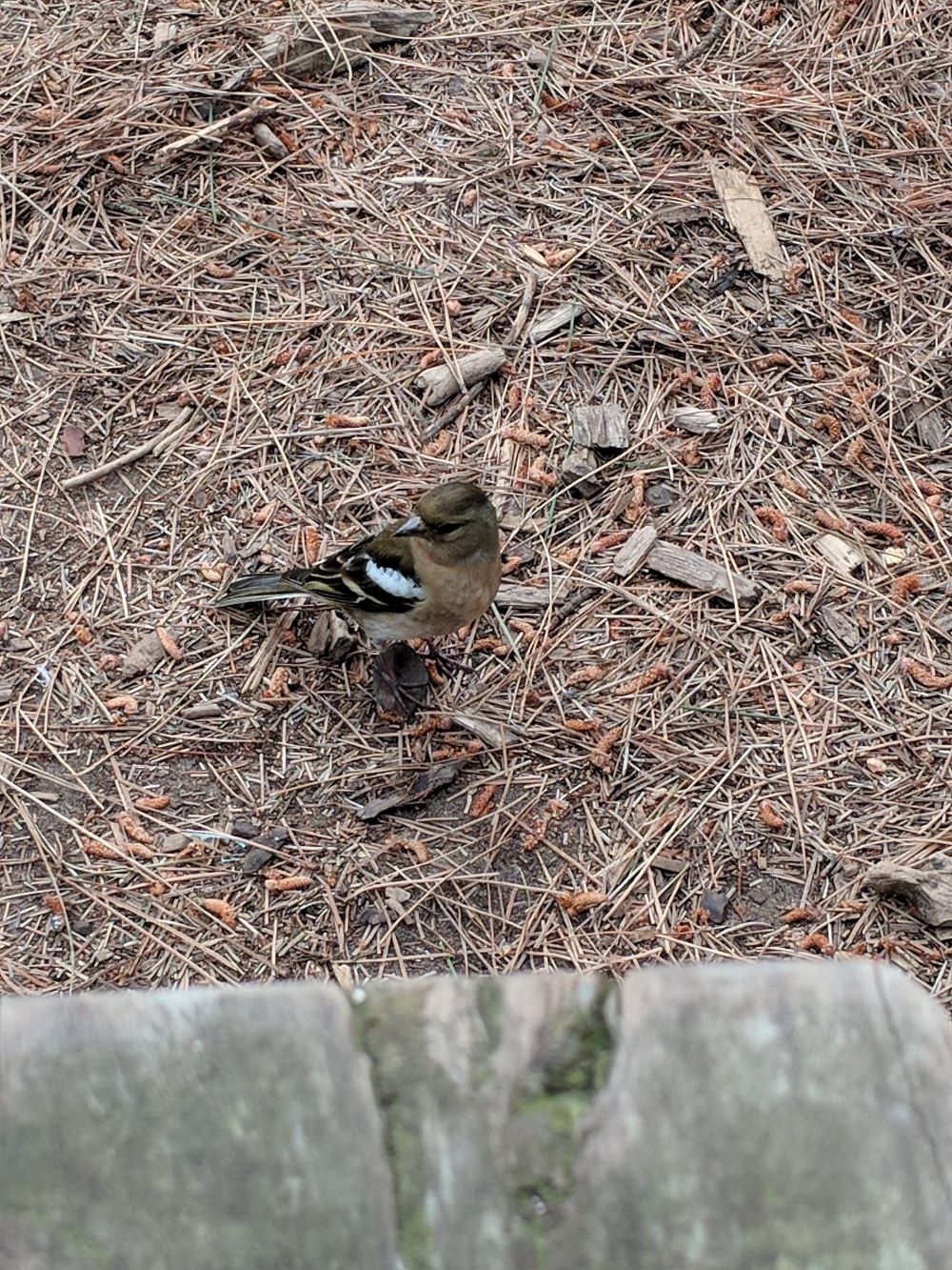 Tiny bird